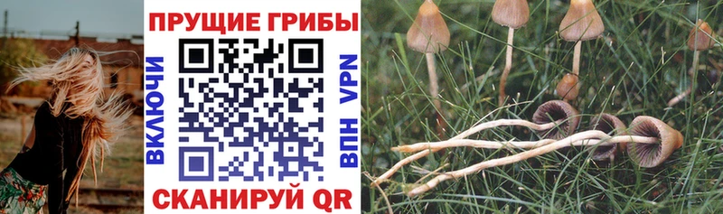 купить   Ахтырский  Псилоцибиновые грибы прущие грибы 